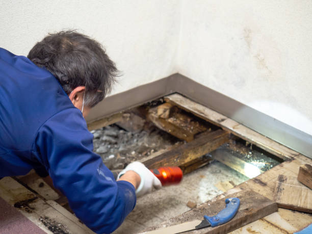 Best Residential Mold Removal  in Town Line, NY