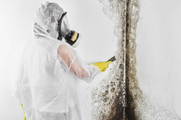 Best Mold Removal Process  in Town Line, NY