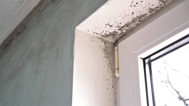 Best Toxic Mold Removal  in Town Line, NY