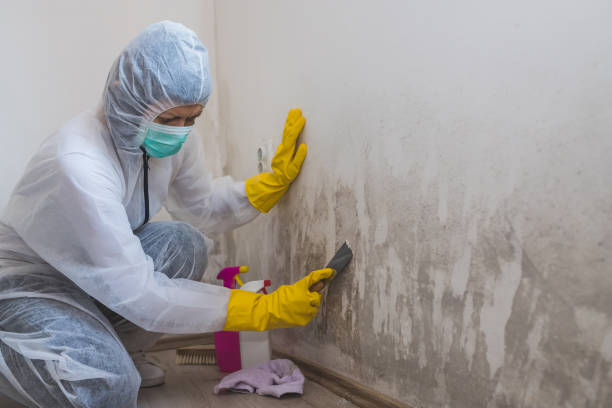 Best Black Mold Removal  in Town Line, NY