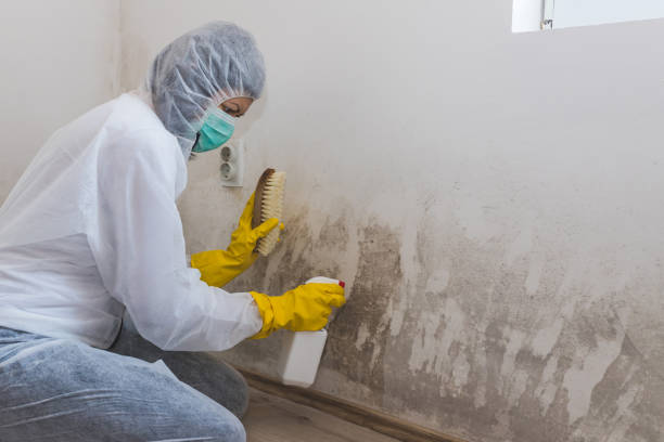 Best Mold Remediation Services  in Town Line, NY