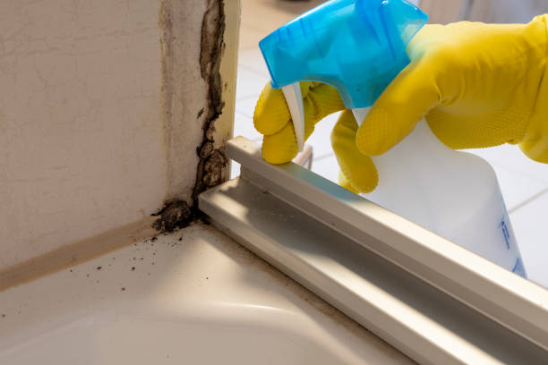 Best Home Mold Removal  in Town Line, NY