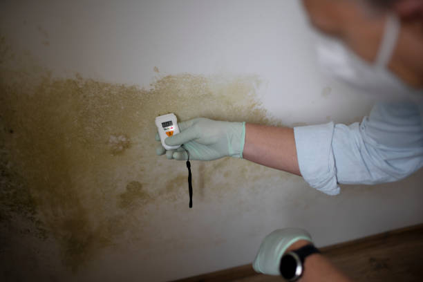 Best Affordable Mold Removal  in Town Line, NY