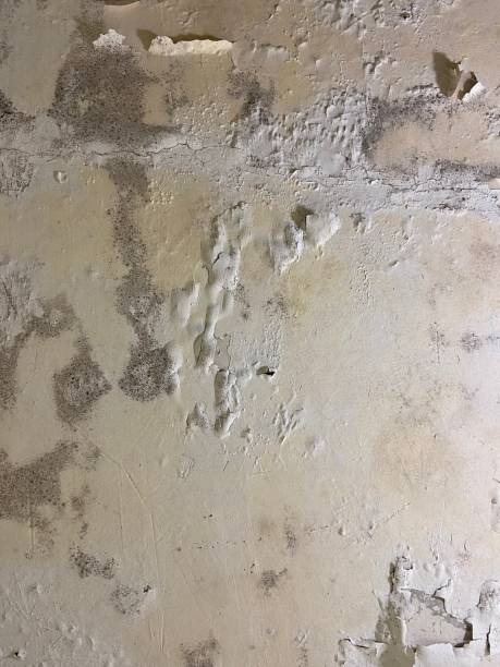 Best Certified Mold Removal  in Town Line, NY