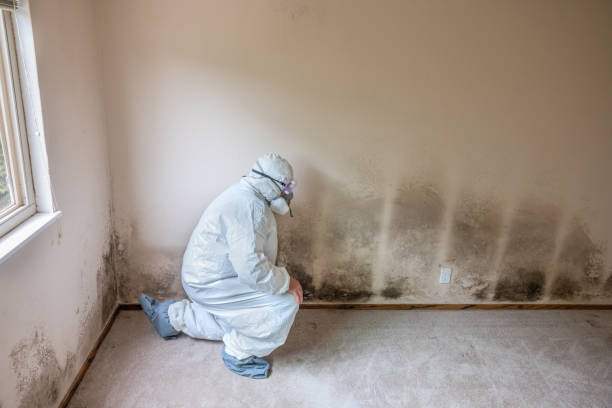 Best Office Mold Removal Services  in Town Line, NY