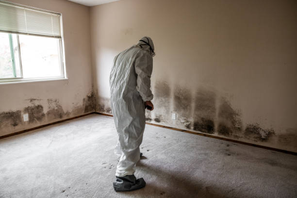 Best Residential Mold Removal  in Town Line, NY