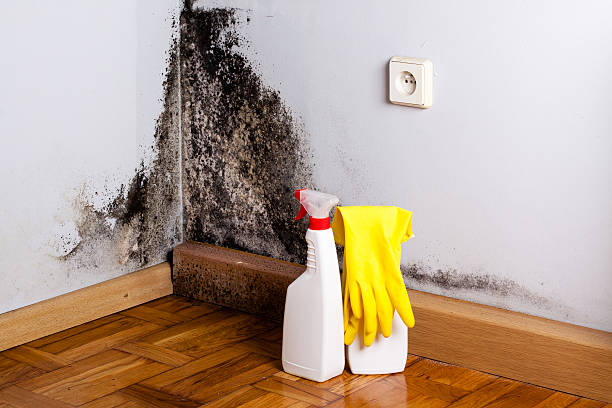 Best Mold Testing  in Town Line, NY
